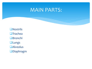 Nostrils
Trachea
Bronchi
Lungs
Alveolus
Diaphragm
MAIN PARTS:
 