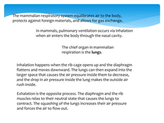 The mammalian respiratory system equilibrates air to the body,
protects against foreign materials, and allows for gas exchange.
In mammals, pulmonary ventilation occurs via inhalation
when air enters the body through the nasal cavity.
The chief organ in mammalian
respiration is the lungs.
Inhalation happens when the rib cage opens up and the diaphragm
flattens and moves downward. The lungs can then expand into the
larger space that causes the air pressure inside them to decrease,
and the drop in air pressure inside the lung makes the outside air
rush inside.
Exhalation is the opposite process. The diaphragm and the rib
muscles relax to their neutral state that causes the lungs to
contract. The squashing of the lungs increases their air pressure
and forces the air to flow out.
 