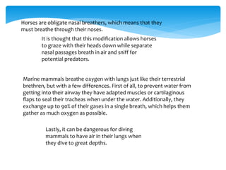 Horses are obligate nasal breathers, which means that they
must breathe through their noses.
It is thought that this modification allows horses
to graze with their heads down while separate
nasal passages breath in air and sniff for
potential predators.
Marine mammals breathe oxygen with lungs just like their terrestrial
brethren, but with a few differences. First of all, to prevent water from
getting into their airway they have adapted muscles or cartilaginous
flaps to seal their tracheas when under the water. Additionally, they
exchange up to 90% of their gases in a single breath, which helps them
gather as much oxygen as possible.
Lastly, it can be dangerous for diving
mammals to have air in their lungs when
they dive to great depths.
 