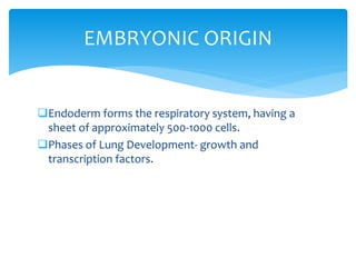 Endoderm forms the respiratory system, having a
sheet of approximately 500-1000 cells.
Phases of Lung Development- growth and
transcription factors.
EMBRYONIC ORIGIN
 