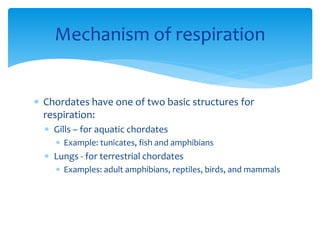 Mechanism of respiration
 Chordates have one of two basic structures for
respiration:
 Gills – for aquatic chordates
 Example: tunicates, fish and amphibians
 Lungs - for terrestrial chordates
 Examples: adult amphibians, reptiles, birds, and mammals
 