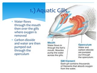 1.) Aquatic Gills
 Water flows
through the mouth
then over the gills
where oxygen is
removed
 Carbon dioxide
and water are then
pumped out
through the
operculum
 