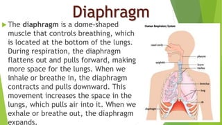 Diaphragm
 The diaphragm is a dome-shaped
muscle that controls breathing, which
is located at the bottom of the lungs.
During respiration, the diaphragm
flattens out and pulls forward, making
more space for the lungs. When we
inhale or breathe in, the diaphragm
contracts and pulls downward. This
movement increases the space in the
lungs, which pulls air into it. When we
exhale or breathe out, the diaphragm
expands.
 
