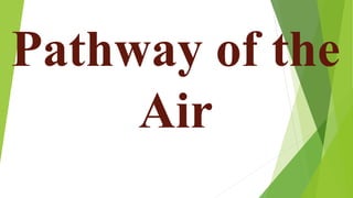 Pathway of the
Air
 