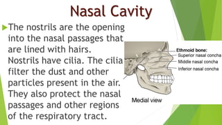 Nasal Cavity
The nostrils are the opening
into the nasal passages that
are lined with hairs.
Nostrils have cilia. The cilia
filter the dust and other
particles present in the air.
They also protect the nasal
passages and other regions
of the respiratory tract.
 