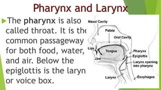 Pharynx and Larynx
The pharynx is also
called throat. It is the
common passageway
for both food, water,
and air. Below the
epiglottis is the larynx
or voice box.
 