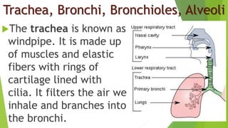 Trachea, Bronchi, Bronchioles, Alveoli
The trachea is known as
windpipe. It is made up
of muscles and elastic
fibers with rings of
cartilage lined with
cilia. It filters the air we
inhale and branches into
the bronchi.
 