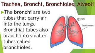 Trachea, Bronchi, Bronchioles, Alveoli
The bronchi are two
tubes that carry air
into the lungs.
Bronchial tubes also
branch into smaller
tubes called
bronchioles.
 