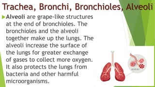 Trachea, Bronchi, Bronchioles, Alveoli
Alveoli are grape-like structures
at the end of bronchioles. The
bronchioles and the alveoli
together make up the lungs. The
alveoli increase the surface of
the lungs for greater exchange
of gases to collect more oxygen.
It also protects the lungs from
bacteria and other harmful
microorganisms.
 