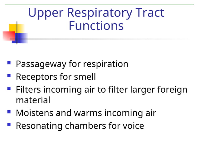 Respiratory system visual data 8