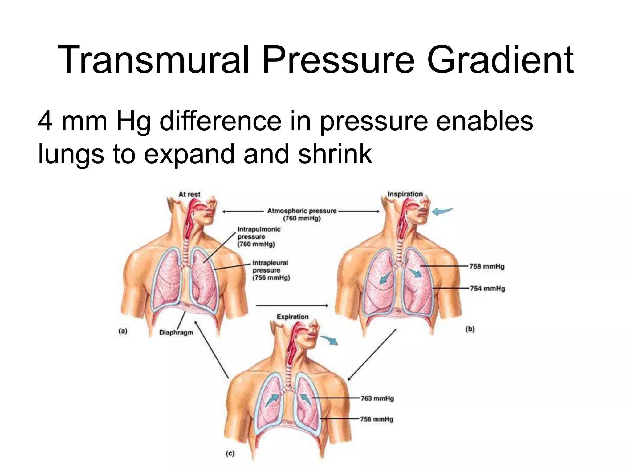 Physiology of the respiratory system | PPTX