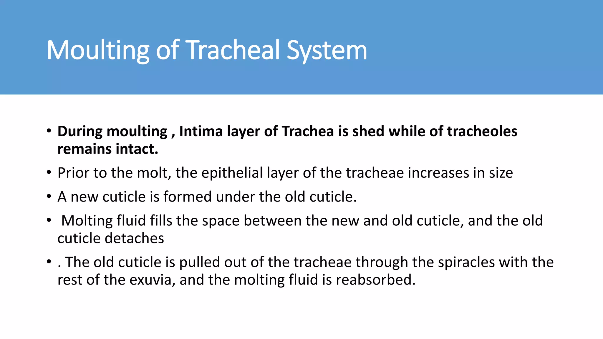Respiratory system of Insects | PPTX