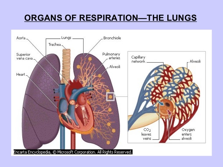 Respiratory system in mammals