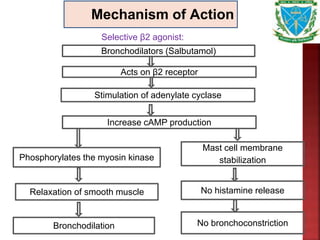 Mechanism of Action
Bronchodilators (Salbutamol)
Acts on β2 receptor
Stimulation of adenylate cyclase
Increase cAMP production
Phosphorylates the myosin kinase
Mast cell membrane
stabilization
No histamine release
No bronchoconstriction
Relaxation of smooth muscle
Bronchodilation
Selective β2 agonist:
 
