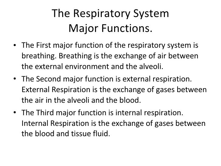 My Hobby Essay In English Respiratory System By Jacob C Jeremiah L Scott S Interesting Essay Topics For High School Students also What Is A Thesis In An Essay Respiratory System Langston Persuasive Essay Thesis Statement