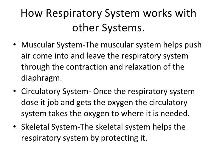 respiratory system langston respiratory system works with what other systems