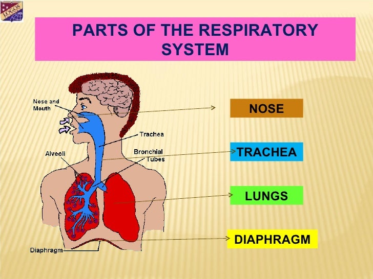 Respiratory System Respiratory System