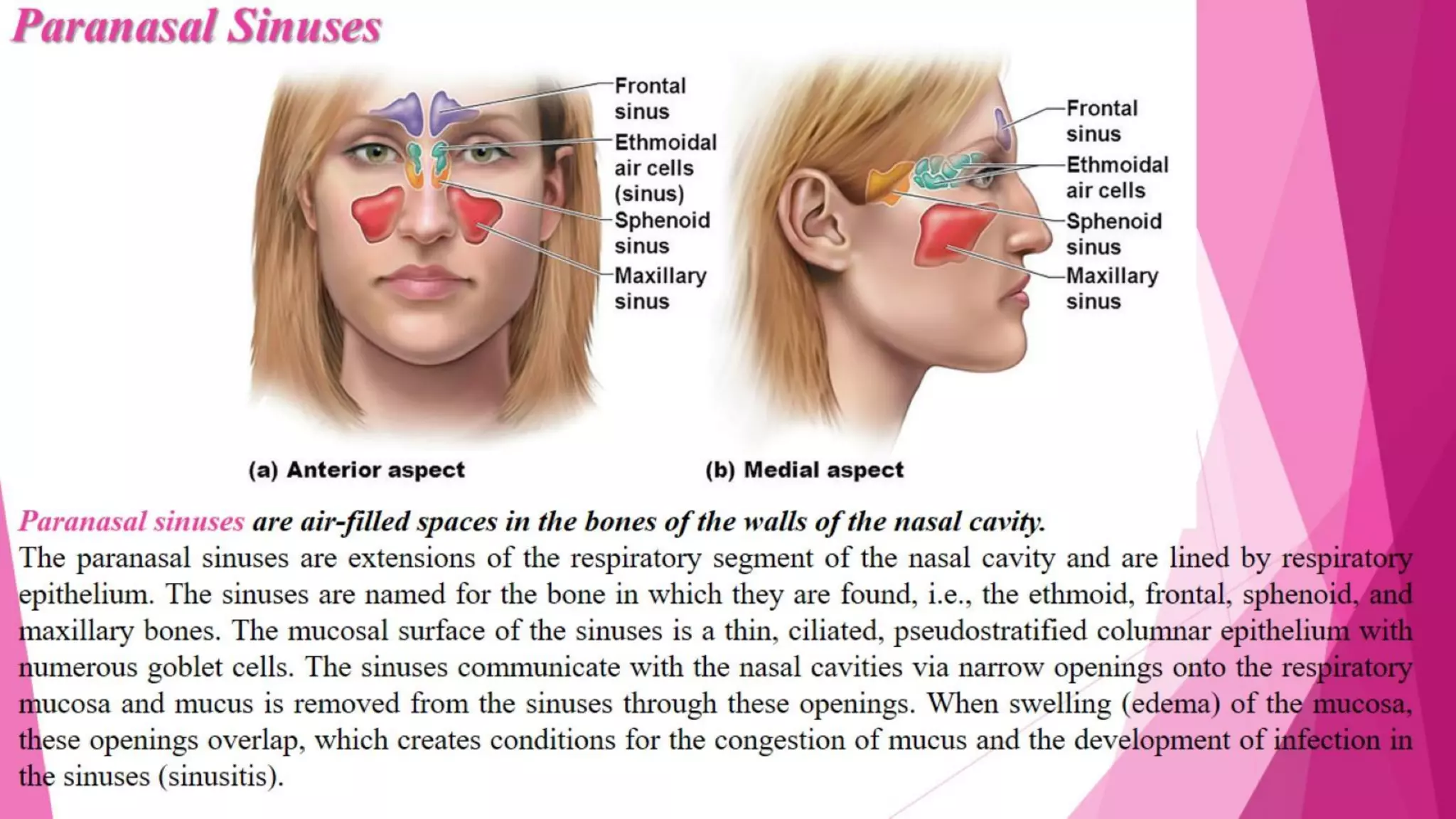 Respiratory system ppt