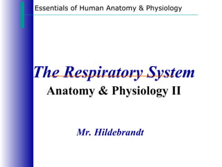 Essentials of Human Anatomy & Physiology




The Respiratory System
   Anatomy & Physiology II


           Mr. Hildebrandt
 