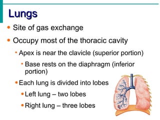Lungs
• Site of gas exchange
• Occupy most of the thoracic cavity
  • Apex is near the clavicle (superior portion)
    • Base rests on the diaphragm (inferior
      portion)
  • Each lung is divided into lobes
    • Left lung – two lobes
    • Right lung – three lobes
 