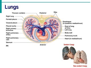 Lungs
 