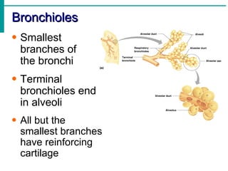 Bronchioles
• Smallest
  branches of
  the bronchi
• Terminal
  bronchioles end
  in alveoli
• All but the
  smallest branches
  have reinforcing
  cartilage
 