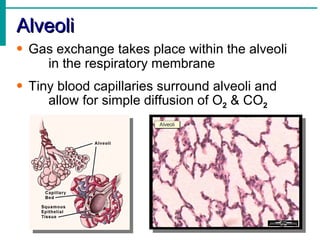 Alveoli
• Gas exchange takes place within the alveoli
    in the respiratory membrane
• Tiny blood capillaries surround alveoli and
     allow for simple diffusion of O2 & CO2
 