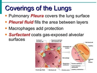 Coverings of the Lungs
•   Pulmonary Pleura covers the lung surface
•   Pleural fluid fills the area between layers
•   Macrophages add protection
•   Surfactant coats gas-exposed alveolar
    surfaces
 