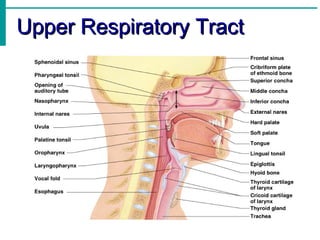 Upper Respiratory Tract
 