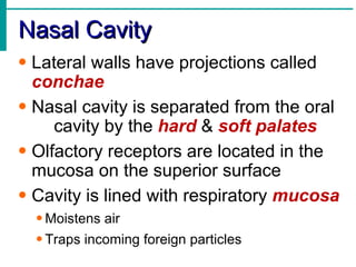 Nasal Cavity
• Lateral walls have projections called
  conchae
• Nasal cavity is separated from the oral
     cavity by the hard & soft palates
• Olfactory receptors are located in the
  mucosa on the superior surface
• Cavity is lined with respiratory mucosa
  • Moistens air
  • Traps incoming foreign particles
 