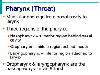 Pharynx (Throat)
• Muscular passage from nasal cavity to
  larynx
• Three regions of the pharynx:
  • Nasopharynx – superior region behind nasal
    cavity
  • Oropharynx – middle region behind mouth
  • Laryngopharynx – inferior region attached to
    larynx
• Oropharynx & laryngopharynx are the
  passageways for air & food
 