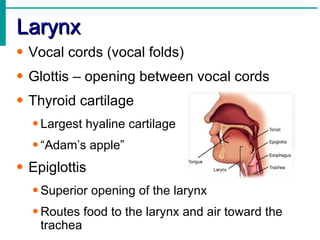Larynx
• Vocal cords (vocal folds)
• Glottis – opening between vocal cords
• Thyroid cartilage
  • Largest hyaline cartilage
  • “Adam’s apple”
• Epiglottis
  • Superior opening of the larynx
  • Routes food to the larynx and air toward the
    trachea
 