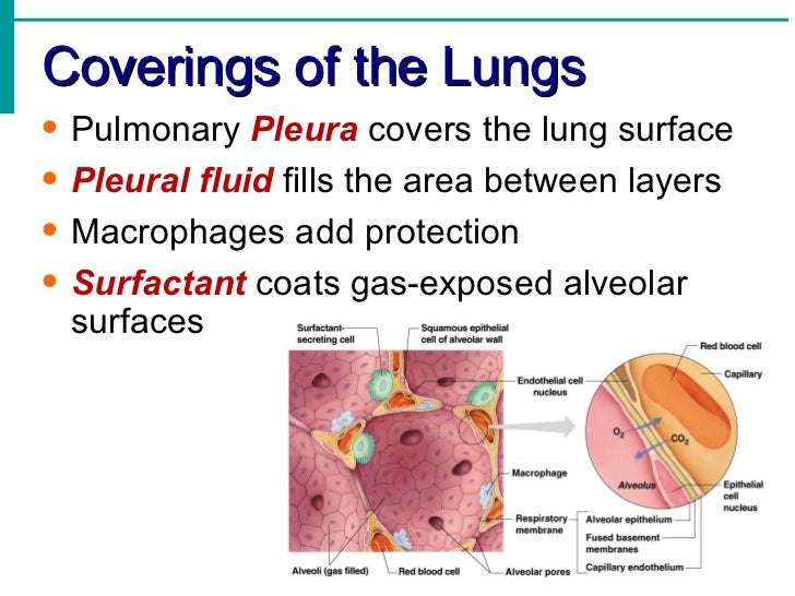 Respiratory System Notes