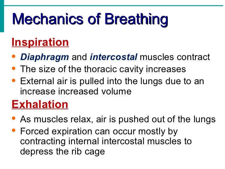 Respiratory System Notes