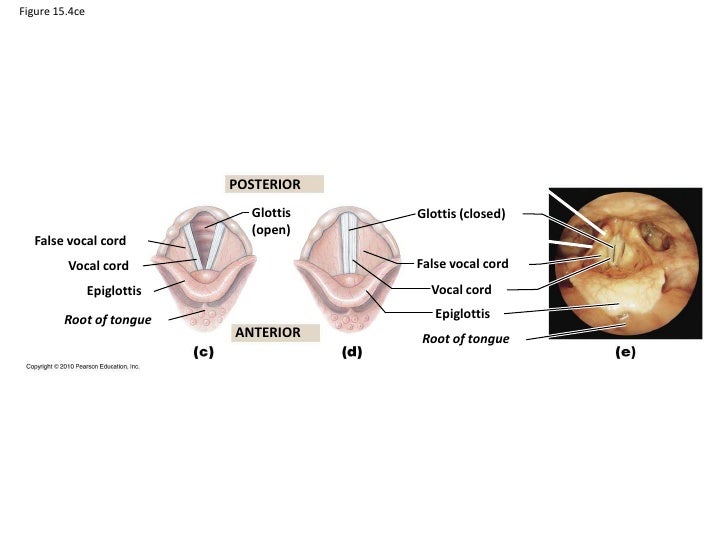 Respiratory system notes std 3 2011