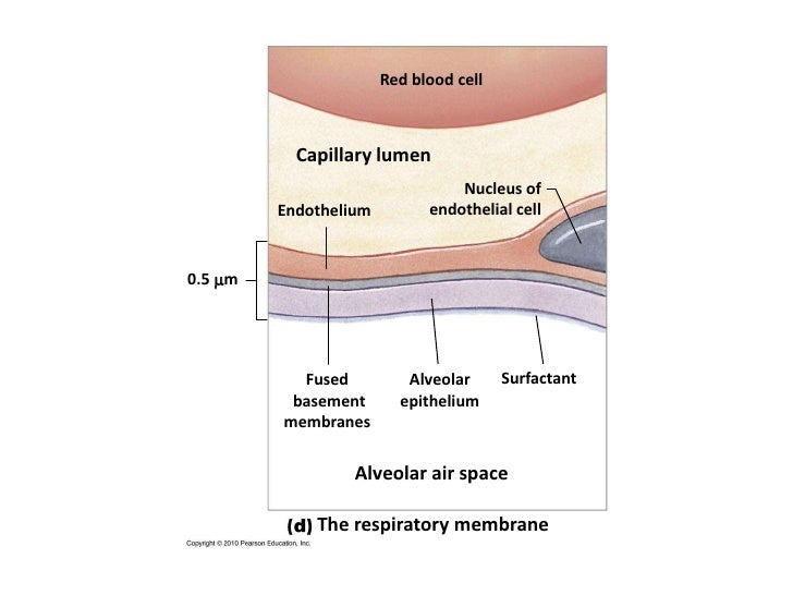 respiratory system notes std 3 2011 28 728