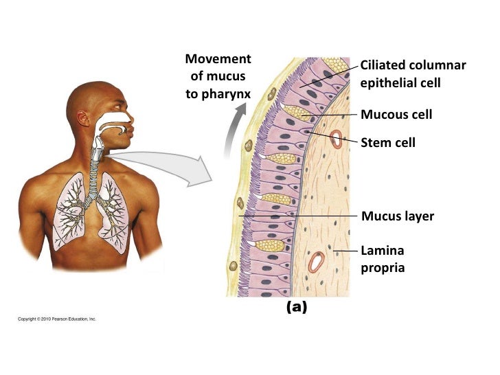 Respiratory system notes std 3 2011