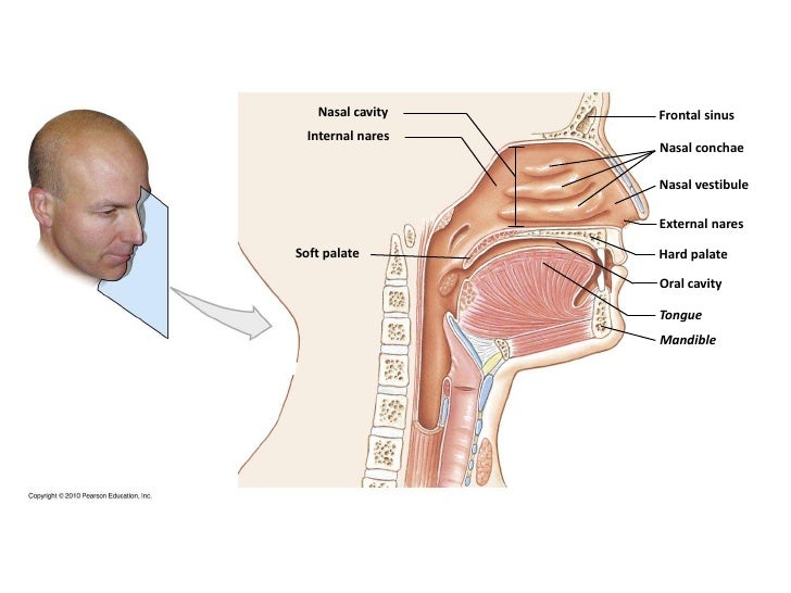 Image Result For What Is Nose In Respiratory System Image Result For What Is Nose In Respiratory System