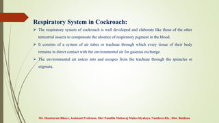 Mr. Shantaram Bhoye, Assistant Professor, Shri Pundlik Maharaj Mahavidyalaya, Nandura Rly., Dist. Buldana
Respiratory System in Cockroach:
 The respiratory system of cockroach is well developed and elaborate like those of the other
terrestrial insects to compensate the absence of respiratory pigment in the blood.
 It consists of a system of air tubes or tracheae through which every tissue of their body
remains in direct contact with the environmental air for gaseous exchange.
 The environmental air enters into and escapes from the tracheae through the spiracles or
stigmata.
 