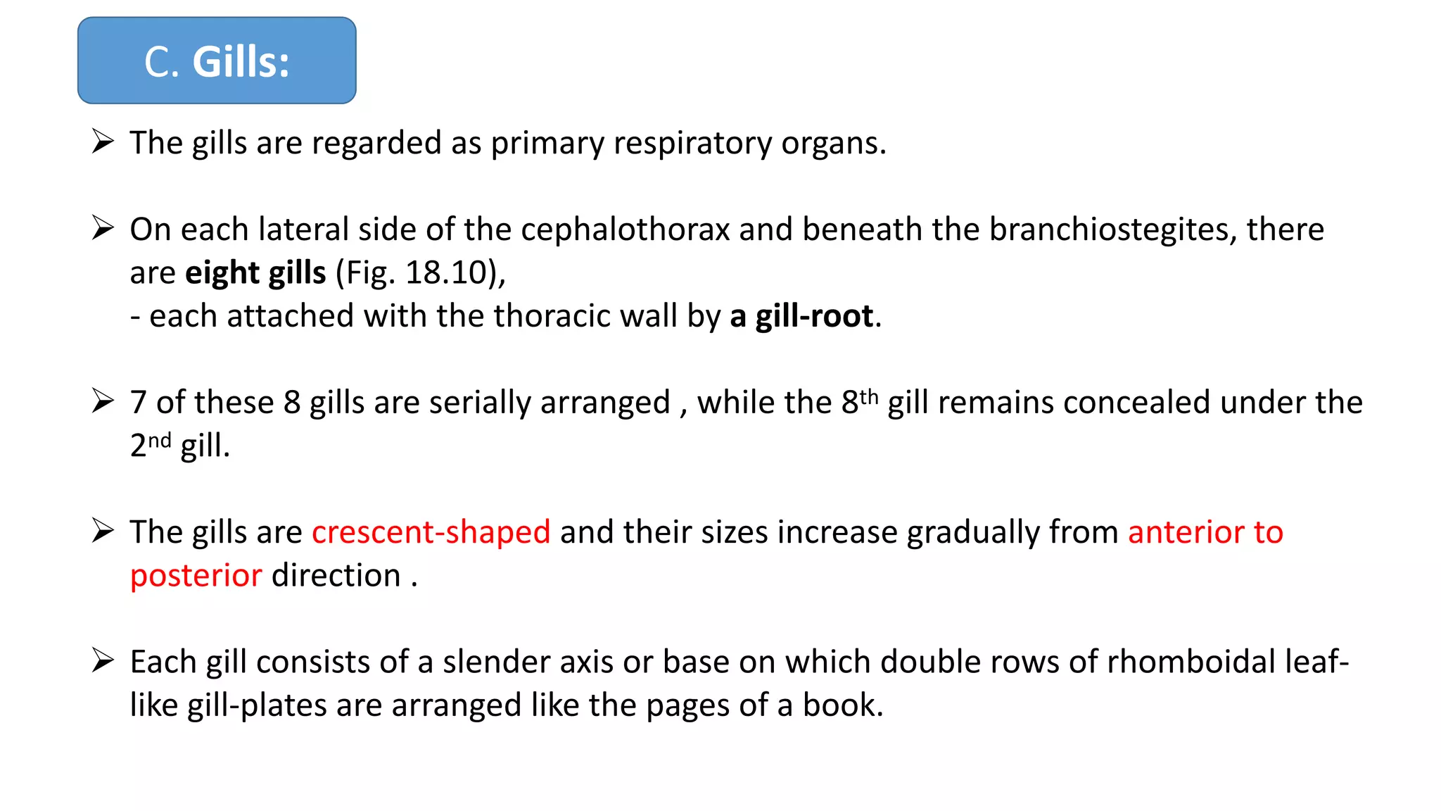 C. Gills:
Ø The gills are regarded as primary respiratory organs.
Ø On each lateral side of the cephalothorax and beneath the branchiostegites, there
are eight gills (Fig. 18.10),
- each attached with the thoracic wall by a gill-root.
Ø 7 of these 8 gills are serially arranged , while the 8th gill remains concealed under the
2nd gill.
Ø The gills are crescent-shaped and their sizes increase gradually from anterior to
posterior direction .
Ø Each gill consists of a slender axis or base on which double rows of rhomboidal leaf-
like gill-plates are arranged like the pages of a book.
 