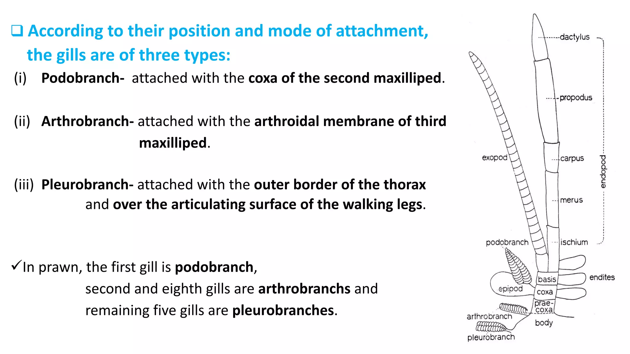 q According to their position and mode of attachment,
the gills are of three types:
(i) Podobranch- attached with the coxa of the second maxilliped.
(ii) Arthrobranch- attached with the arthroidal membrane of third
maxilliped.
(iii) Pleurobranch- attached with the outer border of the thorax
and over the articulating surface of the walking legs.
üIn prawn, the first gill is podobranch,
second and eighth gills are arthrobranchs and
remaining five gills are pleurobranches.
 