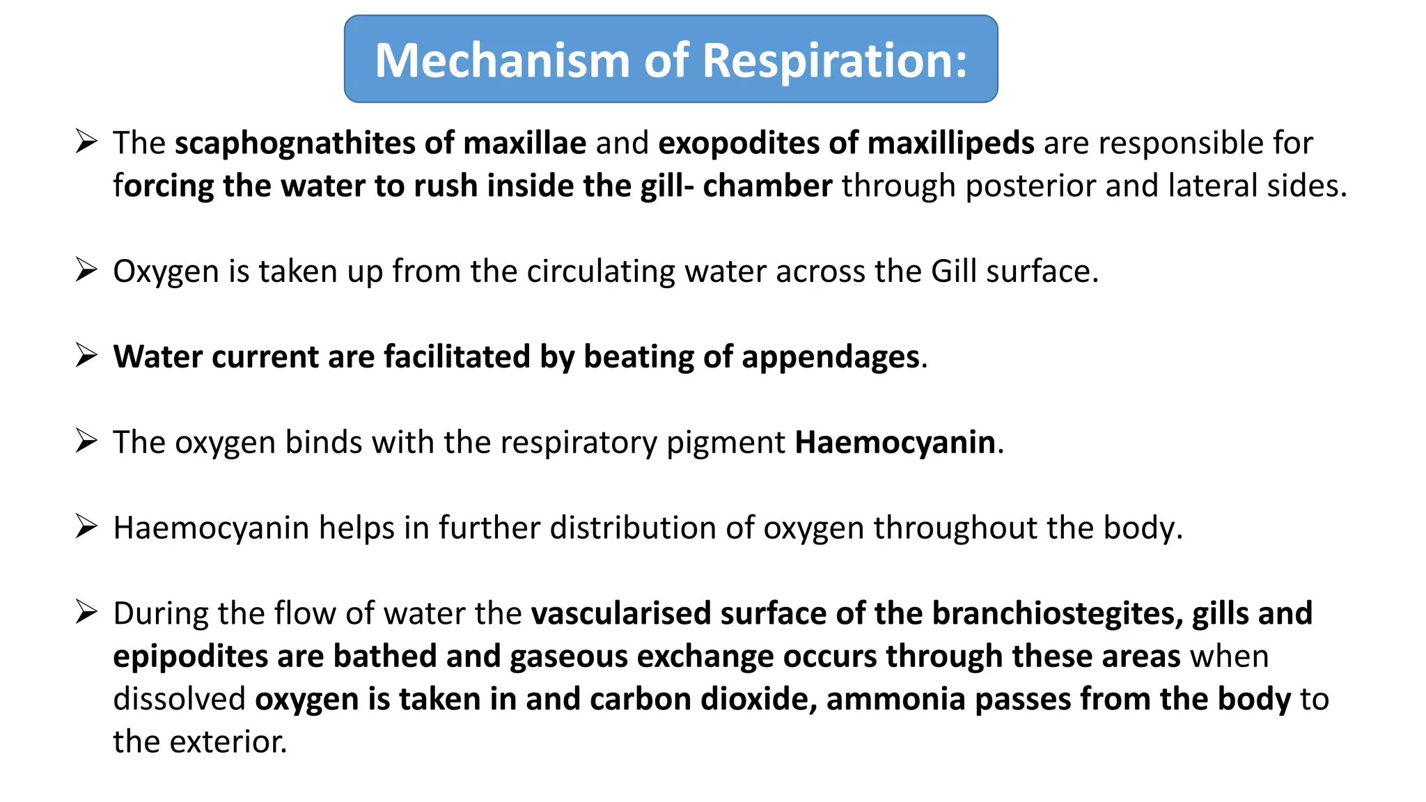 Mechanism of Respiration:
Ø The scaphognathites of maxillae and exopodites of maxillipeds are responsible for
forcing the water to rush inside the gill- chamber through posterior and lateral sides.
Ø Oxygen is taken up from the circulating water across the Gill surface.
Ø Water current are facilitated by beating of appendages.
Ø The oxygen binds with the respiratory pigment Haemocyanin.
Ø Haemocyanin helps in further distribution of oxygen throughout the body.
Ø During the flow of water the vascularised surface of the branchiostegites, gills and
epipodites are bathed and gaseous exchange occurs through these areas when
dissolved oxygen is taken in and carbon dioxide, ammonia passes from the body to
the exterior.
 