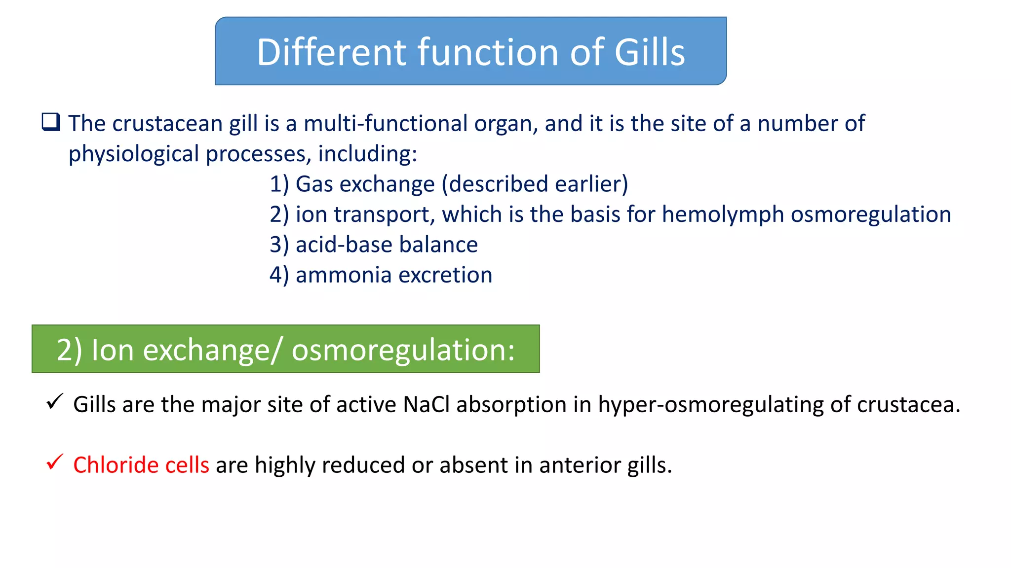Different function of Gills
q The crustacean gill is a multi-functional organ, and it is the site of a number of
physiological processes, including:
1) Gas exchange (described earlier)
2) ion transport, which is the basis for hemolymph osmoregulation
3) acid-base balance
4) ammonia excretion
2) Ion exchange/ osmoregulation:
ü Gills are the major site of active NaCl absorption in hyper-osmoregulating of crustacea.
ü Chloride cells are highly reduced or absent in anterior gills.
 