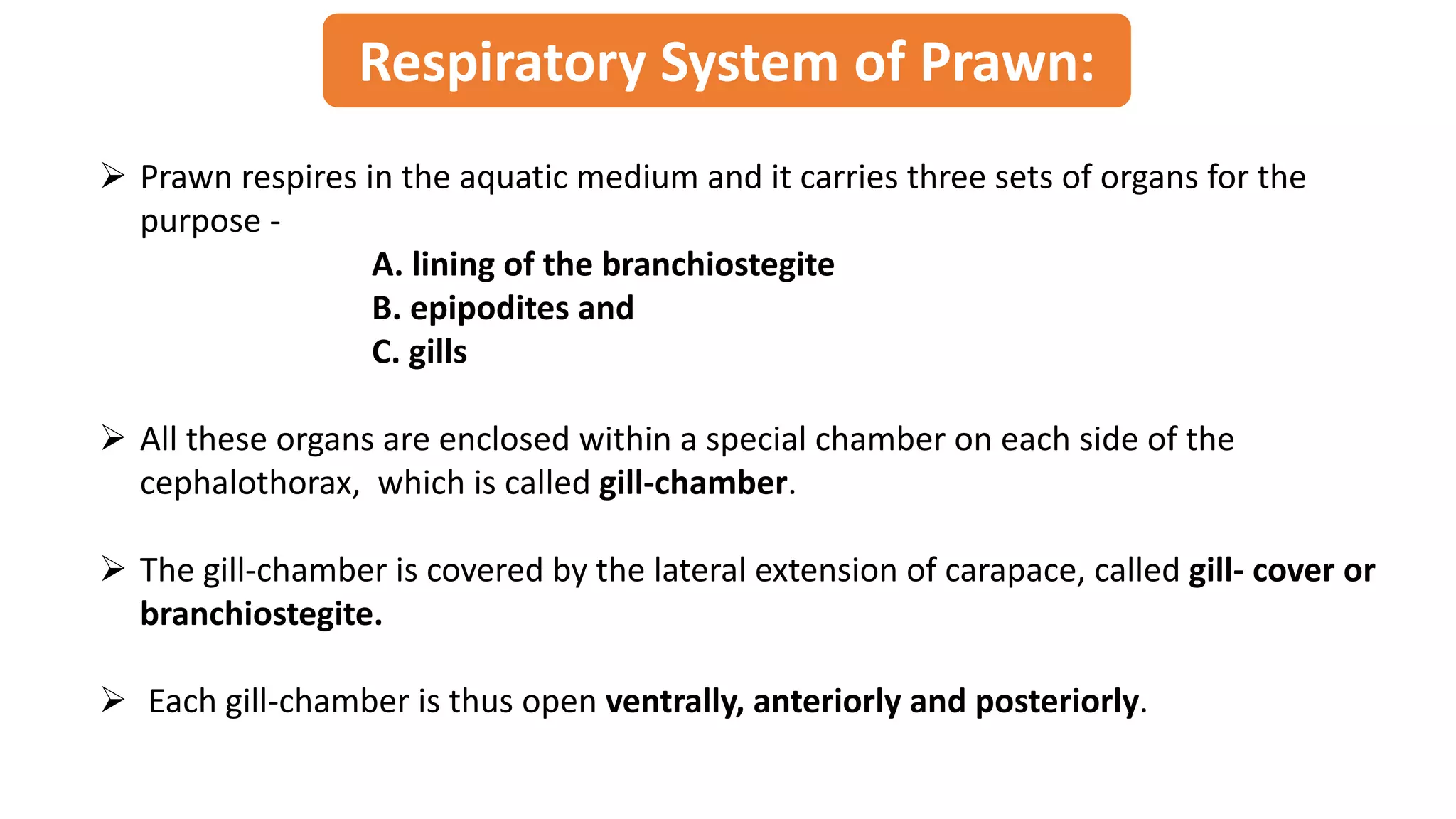 Respiratory System of Prawn:
Ø Prawn respires in the aquatic medium and it carries three sets of organs for the
purpose -
A. lining of the branchiostegite
B. epipodites and
C. gills
Ø All these organs are enclosed within a special chamber on each side of the
cephalothorax, which is called gill-chamber.
Ø The gill-chamber is covered by the lateral extension of carapace, called gill- cover or
branchiostegite.
Ø Each gill-chamber is thus open ventrally, anteriorly and posteriorly.
 