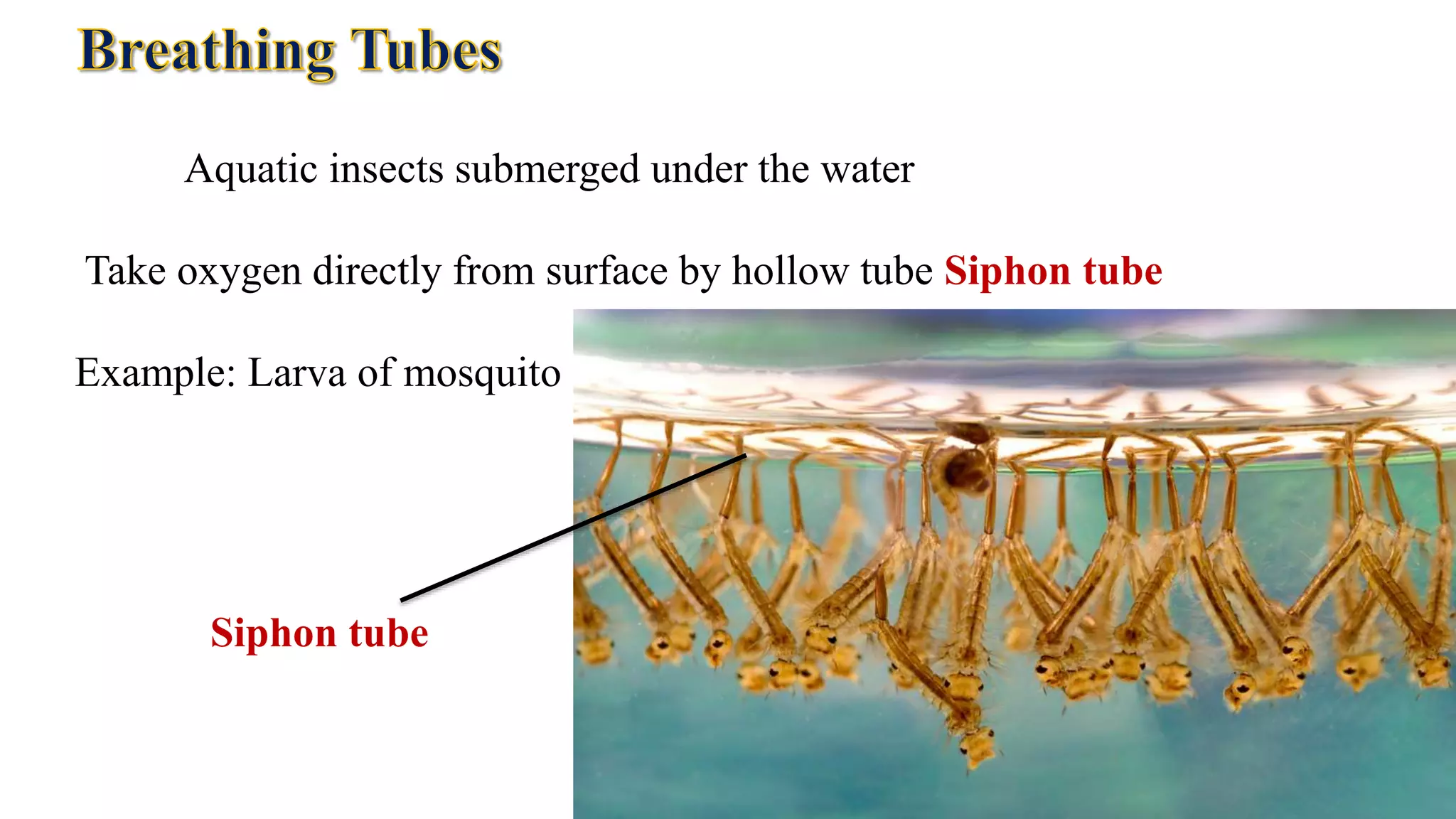 Aquatic insects submerged under the water
Take oxygen directly from surface by hollow tube Siphon tube
Example: Larva of mosquito
Siphon tube
 