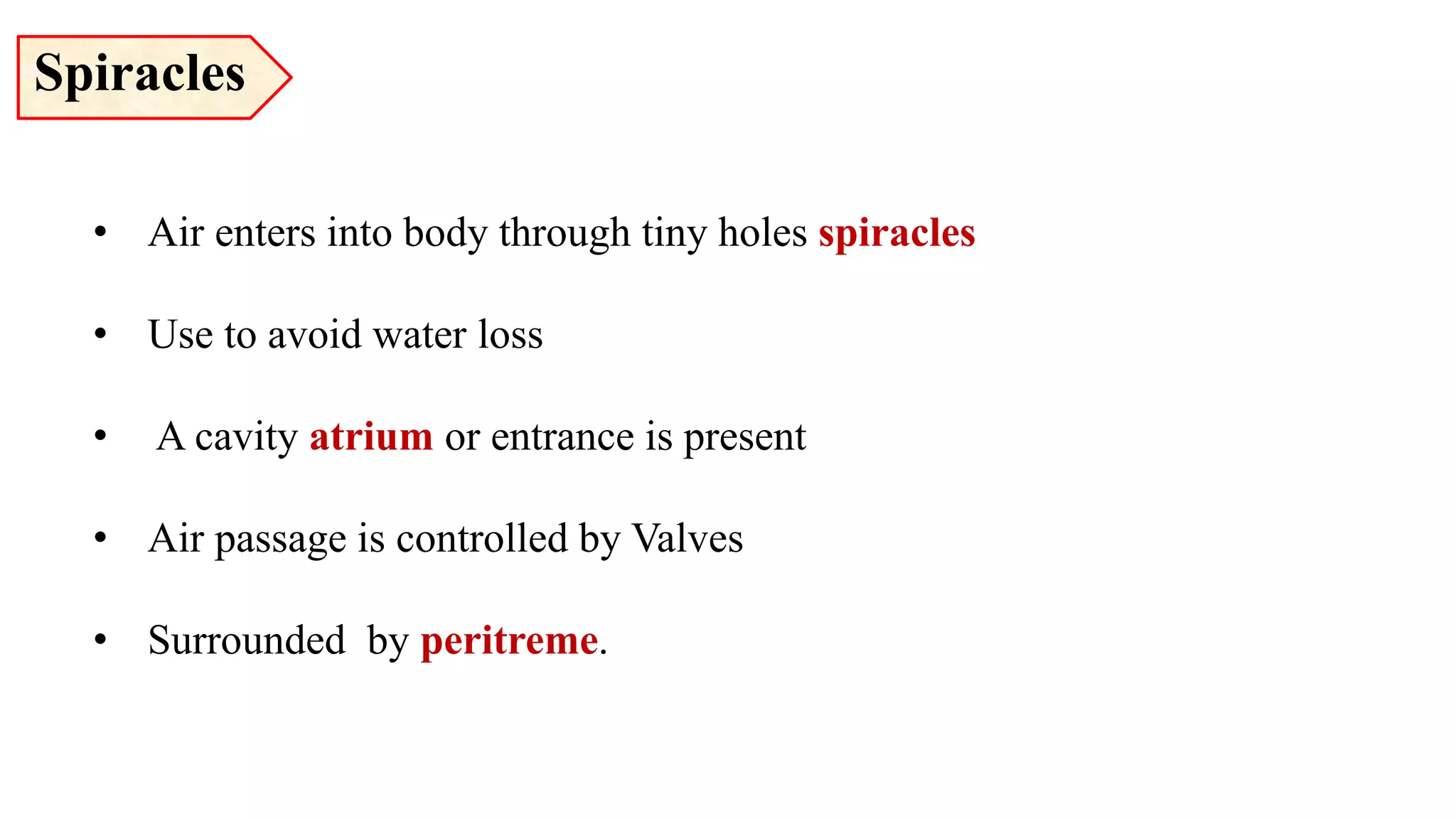 • Air enters into body through tiny holes spiracles
• Use to avoid water loss
• A cavity atrium or entrance is present
• Air passage is controlled by Valves
• Surrounded by peritreme.
Spiracles
 