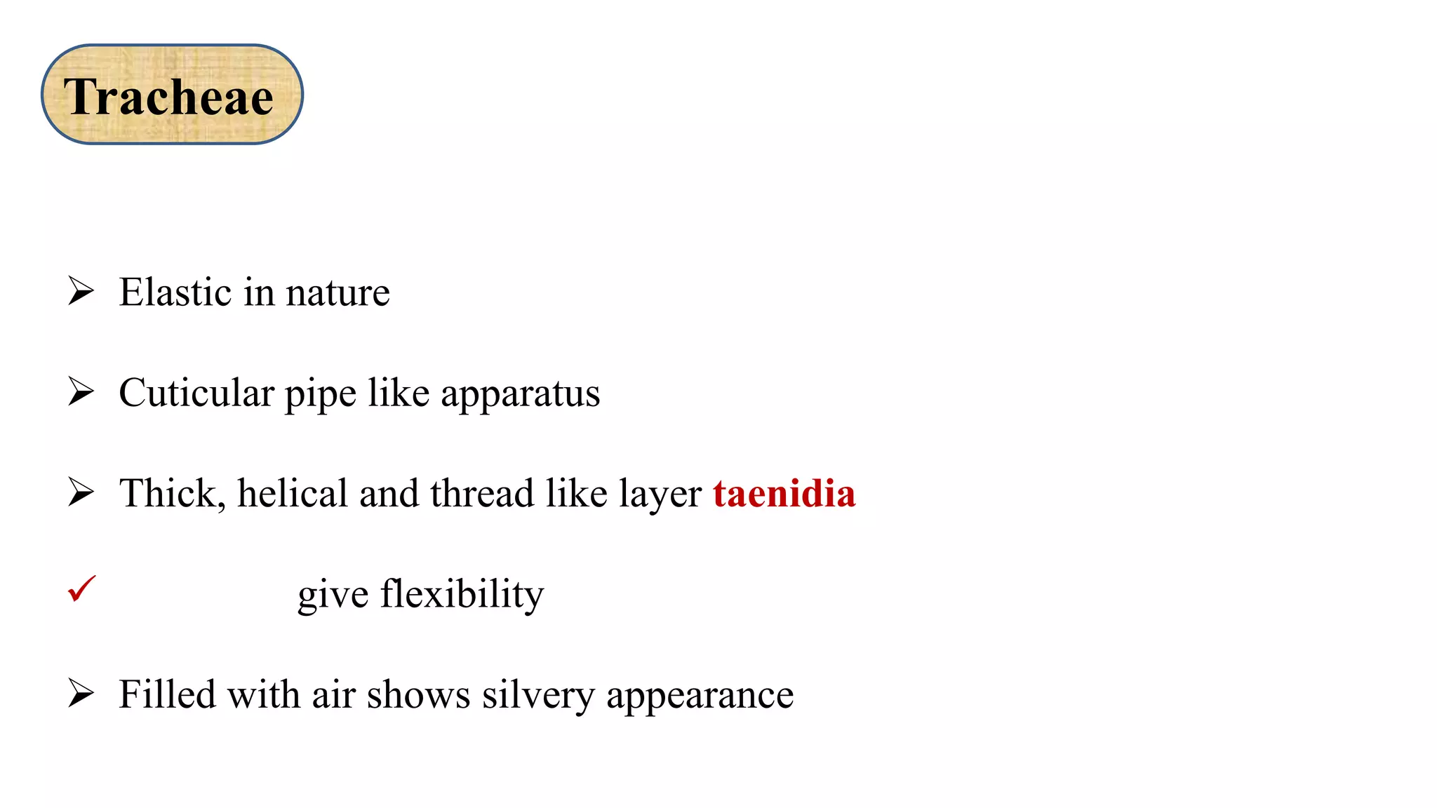  Elastic in nature
 Cuticular pipe like apparatus
 Thick, helical and thread like layer taenidia
 give flexibility
 Filled with air shows silvery appearance
Tracheae
 
