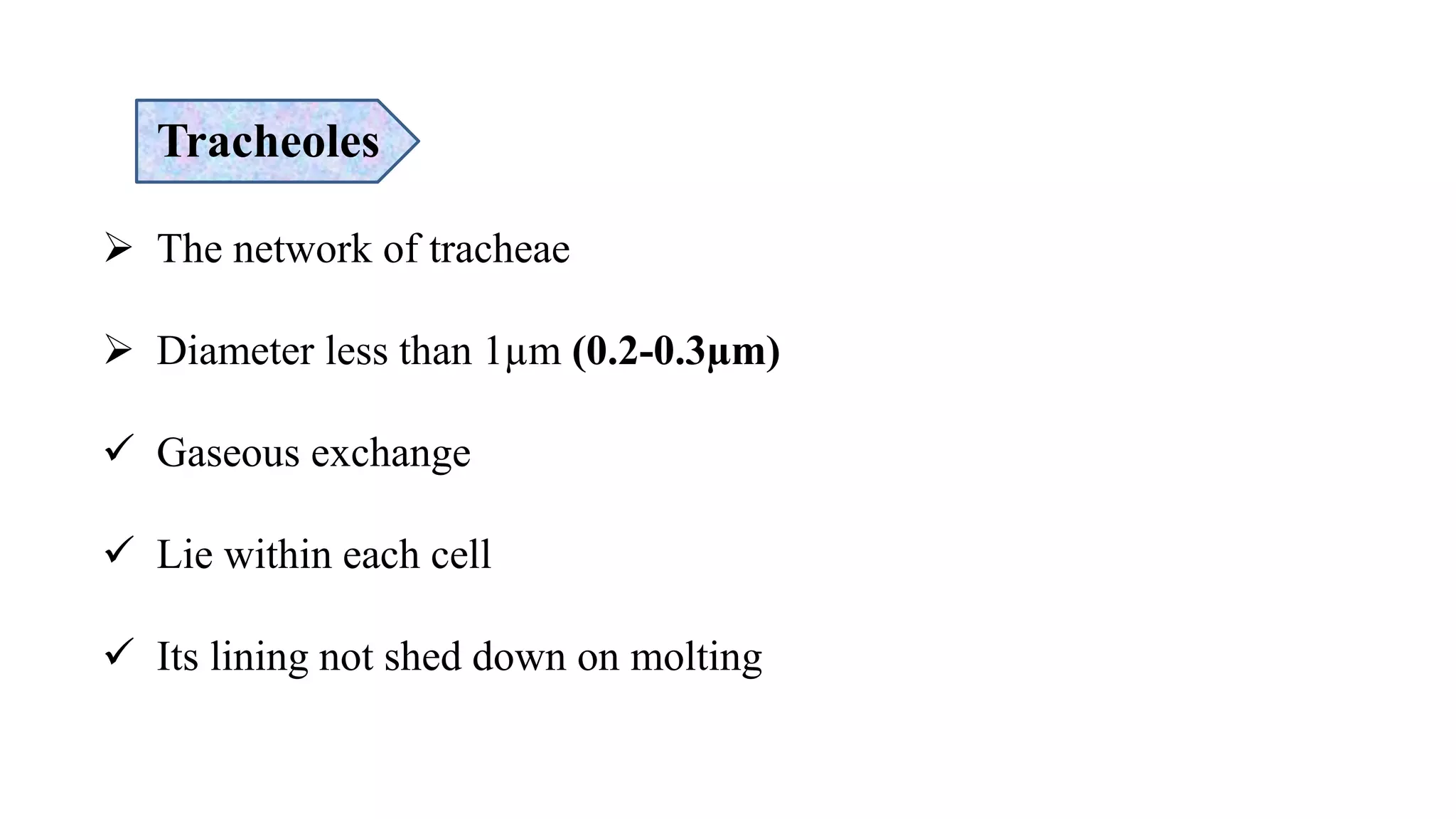 Tracheoles
 The network of tracheae
 Diameter less than 1µm (0.2-0.3µm)
 Gaseous exchange
 Lie within each cell
 Its lining not shed down on molting
 