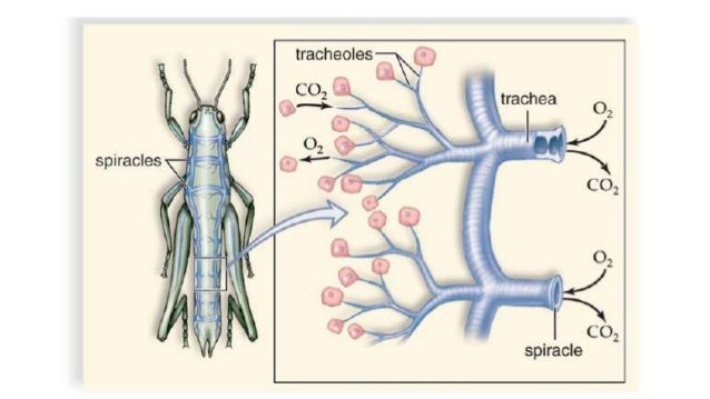 Resultado de imagen de respiratory system in insects