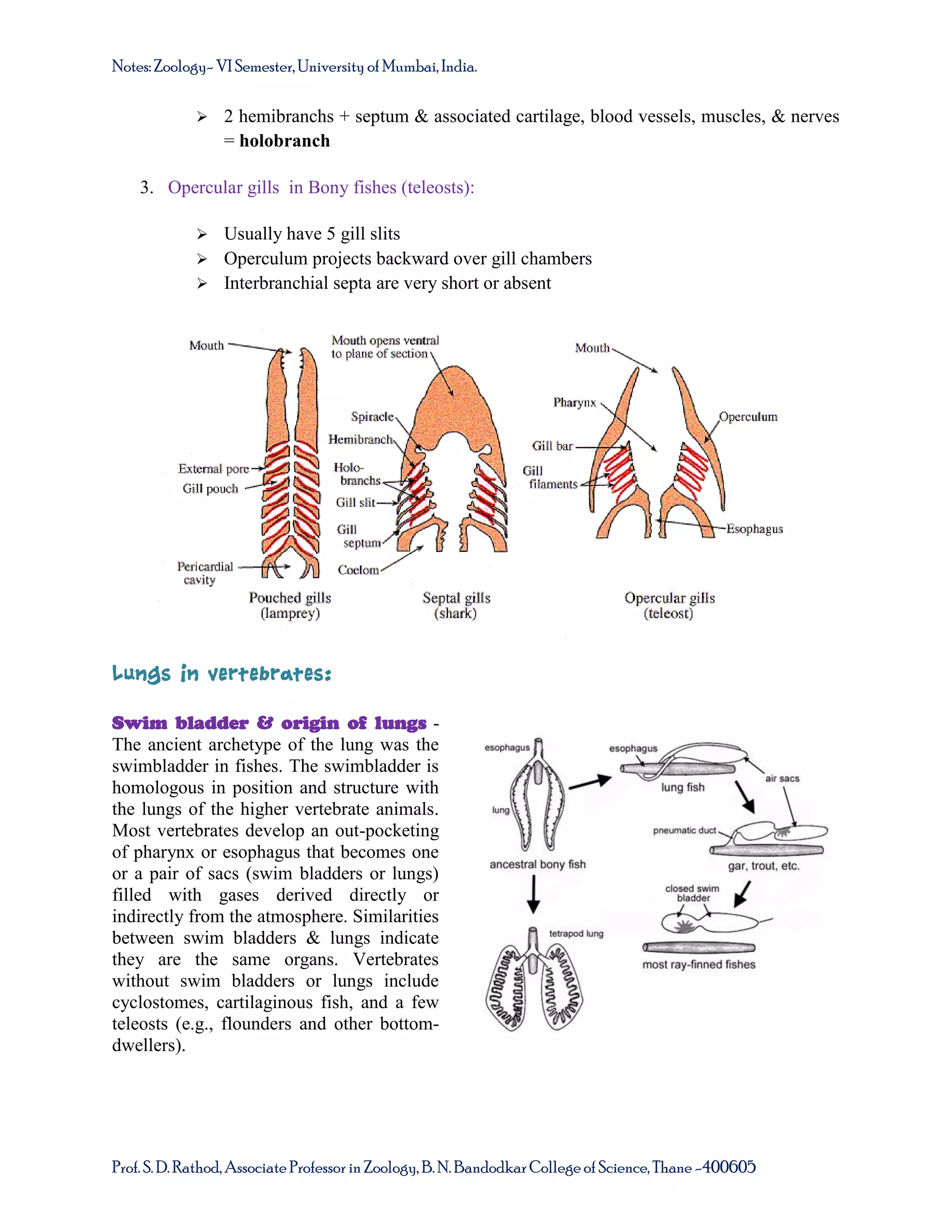 Notes: Zoology- VI Semester, University of Mumbai, India.


2 hemibranchs + septum & associated cartilage, blood vessels, muscles, & nerves
= holobranch

3. Opercular gills in Bony fishes (teleosts):


Usually have 5 gill slits
 Operculum projects backward over gill chambers
 Interbranchial septa are very short or absent

Lungs in vertebrates:
Swim bladder & origin of lungs The ancient archetype of the lung was the
swimbladder in fishes. The swimbladder is
homologous in position and structure with
the lungs of the higher vertebrate animals.
Most vertebrates develop an out-pocketing
of pharynx or esophagus that becomes one
or a pair of sacs (swim bladders or lungs)
filled with gases derived directly or
indirectly from the atmosphere. Similarities
between swim bladders & lungs indicate
they are the same organs. Vertebrates
without swim bladders or lungs include
cyclostomes, cartilaginous fish, and a few
teleosts (e.g., flounders and other bottomdwellers).

Prof. S. D. Rathod, Associate Professor in Zoology, B. N. Bandodkar College of Science, Thane -400605

 